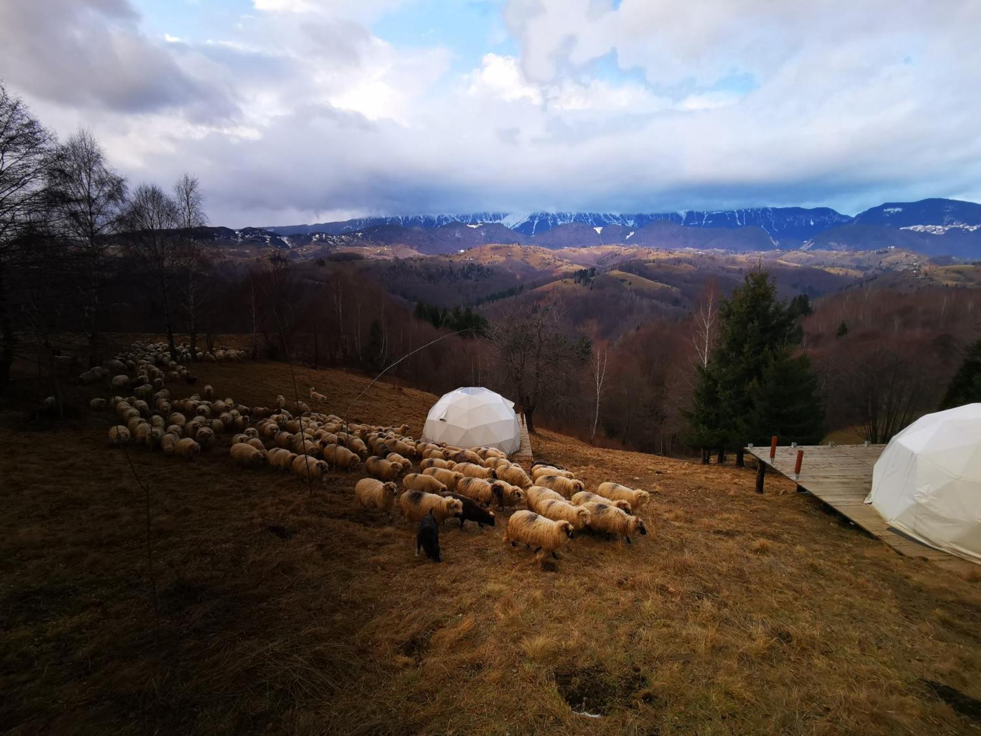 Glamping Zazen Hotel Drumu Carului Buitenkant foto